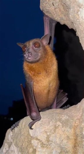 Intense Fruit Bat Sound 🌑🦇🔊