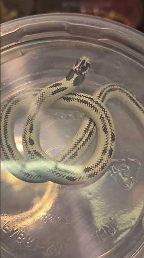 Very Cool California Kingsnake 😁 Súper Nice!