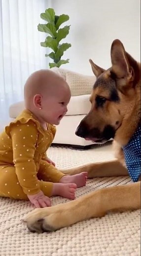 Baby Laughs as German Shepherd Wiggles Nose & Howls Gently
