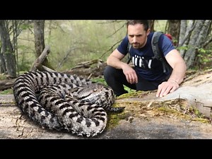 THE ASP: the most widespread VIPER in Italy!