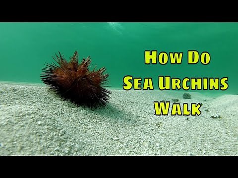 How Do Sea Urchins Walk
