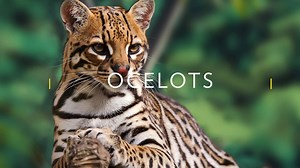 2.8M views · 7.6K reactions | From fierce crocodiles to tiny weaver ants, here are some of the animals we'll visit during Earth Live on July 9th at 8/7c! | National Geographic TV | Facebook