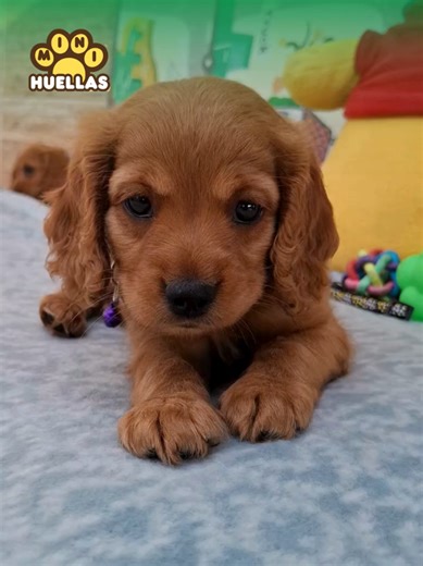 COCKER SPANIEL 🫶 #cocker #cockerspaniel #cockerspanielsoftiktok #cockerspanielpuppy