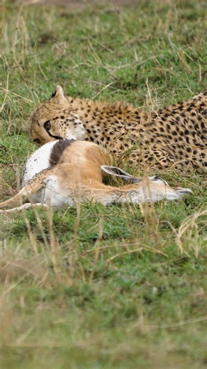 96K views · 511 reactions | Cheetah Eating its Prey Wincent PZnXl #cheetah #nature #wildlife | HAWI Studios | Facebook