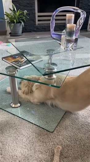 Dog Hilariously Slides On Table Glass