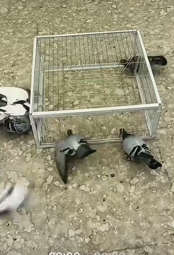 #鸽子🕊️ #鸽子 #pigeon #信鸽 #鸟 #鸟🐦 #🐦 #birds #burung #burungs