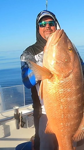  Fish Fact Friday Mutton vs. Red Snapper. Two fish that look alike, but not the same. Here’s how to tell them apart next time you’re out on the water. ⚓ @BWboats @cmormaps @garmin @costasunglasses @seaswivel @yeticoolers @engelcoolers @grundens @shimano @gamakatzu @floridasportfishing @trophygameoutdoors @mustadfishing @coastalanglermagazine | Southern Fortune Fishing | Facebook