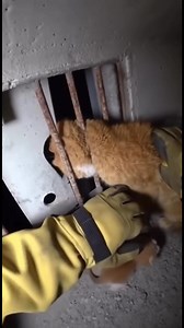 ⚠️ Trapped deep inside a drain, a mama cat refused to let anyone near her babies. Fear made her fight. Patience saved the family. Every rescue takes time — and compassion. #AnimalAntics #CatRescue #AnimalRescue #UrbanRescue #StreetCats #MotherLove #AnimalSafety #RescueMission #Care | Animal Antics
