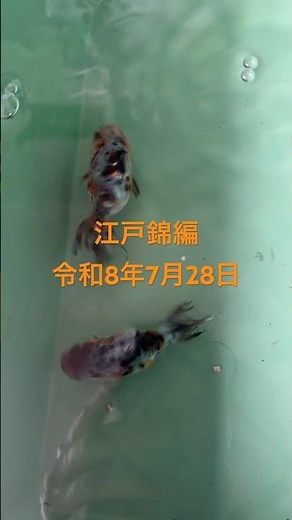 初心者金魚飼育 江戸錦編 令和8年7月28日 塩浴中