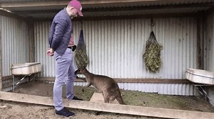 Kangaroos can communicate with humans: study