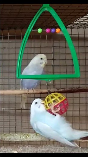 Playful Budgie Parrots: Funny & Active Birds Short!