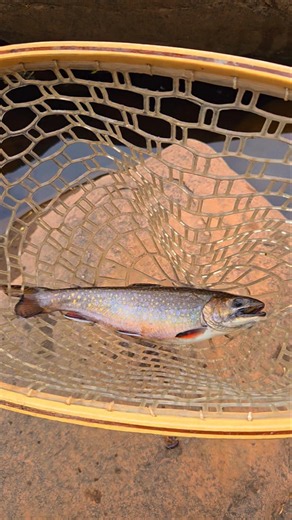 Western Upper Peninsula Native Brook Trout