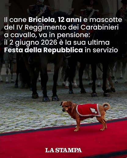 Ultimo 2 GIUGNO in servizio per BRICIOLA, il CANE dei Carabinieri va in PENSIONE