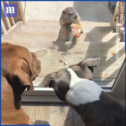 This groundhog is eating pizza on a front porch while been watched by two drooling dogs 🍕 | Daily Mail Video