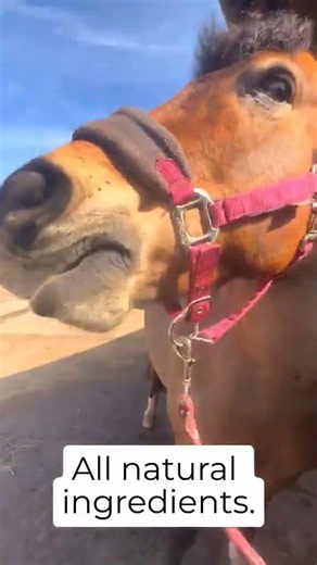 Watch How Easy This Natural Horse Fly Repellent Bar Is To Apply 🐴
