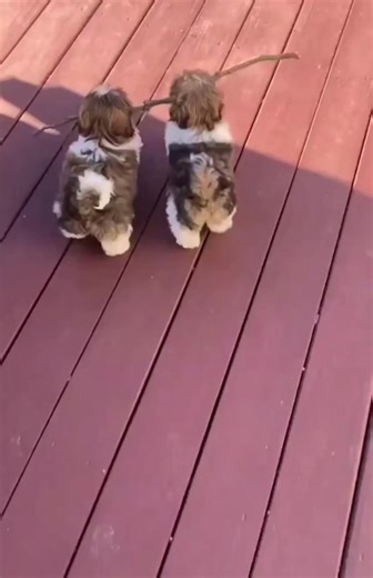 Haha soo cute 😍😍 | Shih Tzu Lovers