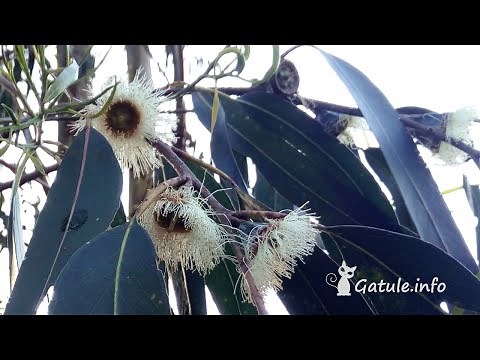 Propiedades y Usos del Eucalipto o 🌷 Eucaliptus 🌷