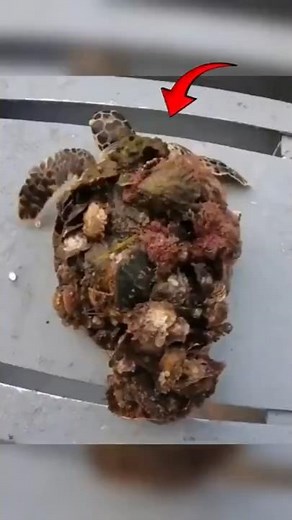 Rescuing a Sea Turtle Covered in Monster Barnacles🐢 #turtle #turtles #barnacles #rescue #sea #shorts
