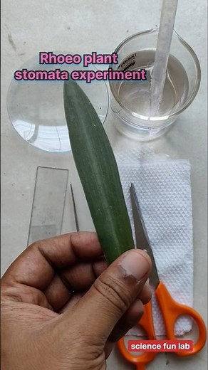 Rhoeo plant stomata experiment biology experiment