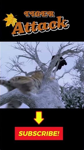 Deadly Tiger Attack 🐅 | Most Dangerous Jungle Predator in Action #shorts