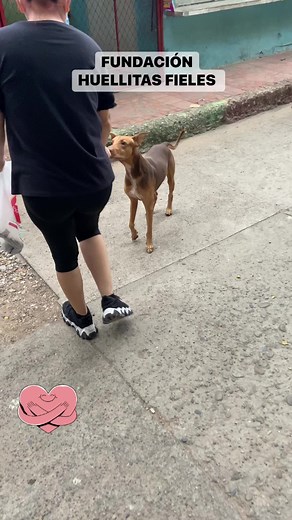 3.2K views · 292 reactions | Amo esta labor amo a cada persona que hace parte de este proyecto ❤️ #viralreels #viralreelsfacebook #perritoscajeros #apoyo #AdoptaYSalvaUnaVida #angelesdeDios #virals #gatoscallejeros #amorporlosanimales #amor | Ricardo Camargo | Facebook