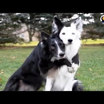 Hugging Rescue Dogs Get Cutest New Brother | The Dodo