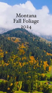 12K views · 65 reactions | MONTANA FALL FOLIAGE 2024: It’s not...