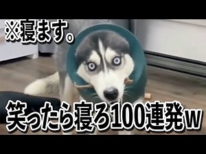 [What are you doing lol] Watch this funny dog ​​video full of things to point out and laugh, then...