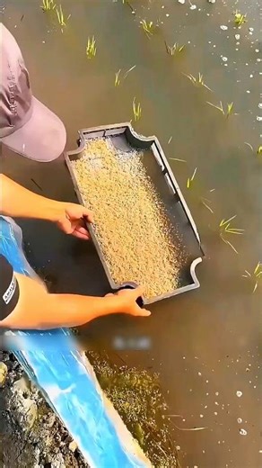 Why Farmers Release Crabs Into Rice Fields 🦀🌾