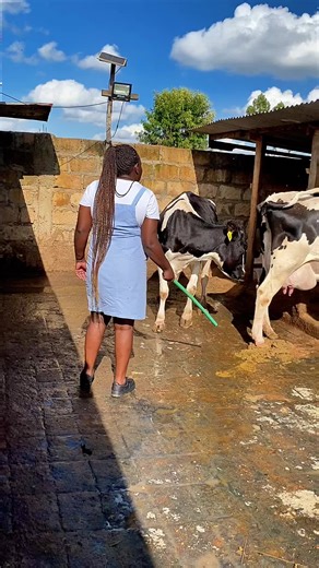 Super Giant Dairy Cow: The Future of Dairy Farming