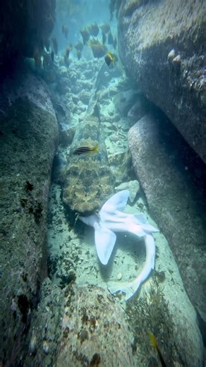 David Phan on Instagram: "Shark eats another shark! This perfectly camouflaged wobbegong shark has successfully ambushed this port jackson shark! These wobbegong sharks are sometimes very tricky to spot, especially when surrounded by underwater vegetation. I’ve known plenty of divers who’ve accidentally stepped on and been bitten by them before. Have you had any close calls with them before? This was captured with my @gopro 12 at Cabbage Tree Bay, Sydney, Australia. #Shark #nature #australia #wi