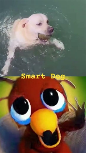 This Smart Dog Will Blow Your Mind 🧠🐶