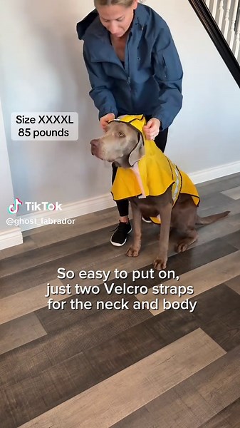 Finally found a raincoat big enough for my 85 Ib Labrador! He's wearing size XXXXL #labrador #raincoat #cutedog #doglover #tiktokshopblackfriday