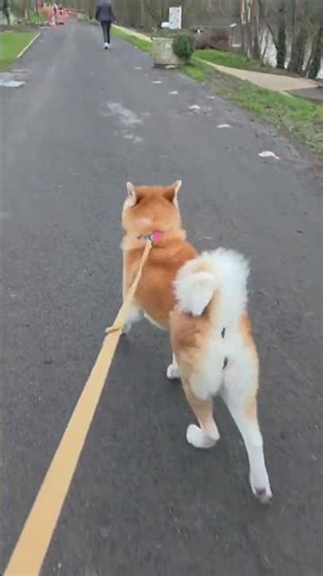 Happy Akita Inu evening walk| Balade Le meilleur moment de la journée 🥰 #akita #akitainu