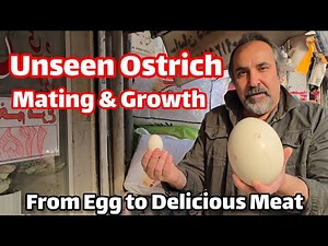 "From Egg to Feast: The Full Life of an Ostrich on the Farm!"