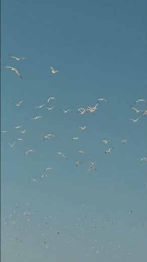 Flock of Exotic Birds Soaring in Clear Sky | Stunning Wildlife in Flight 4K Nature Video 2025