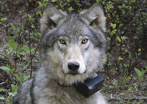 New idea for wolf reintroduction unveiled in advance of CPW meeting in Edwards on Friday