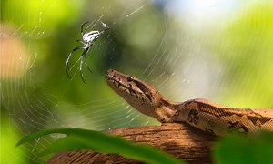 These Spiders Hunt and Kill Snakes 30 Times Their Size!