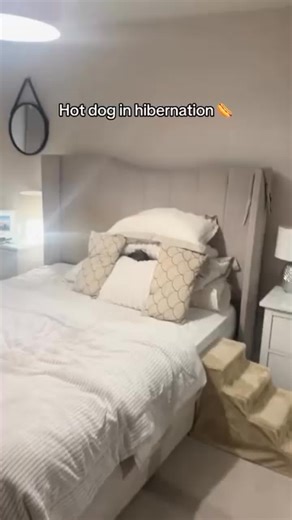 2.3K views · 80 reactions | Sleeping after a long day of sleeping #dachshund #dachshundlife #dappledachshund #dachshundsonly #dachshundlover | I Love My Dachshund | Facebook