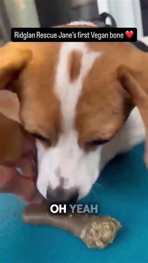 Ridglan Rescue Jane's 1st Vegan Dog Bone #savethedogs #savethebeagles #ridglanbeagles #ridglanfarms
