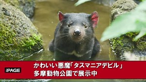 かわいい悪魔「タスマニアデビル」が絶滅の危機に　多摩動物公園で展示中（Yahoo!ニュース オリジナル THE PAGE）