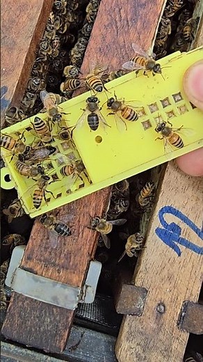 Let new queen beego back to beehive #honey #farming #animals #insects #honeymarket #beefarm