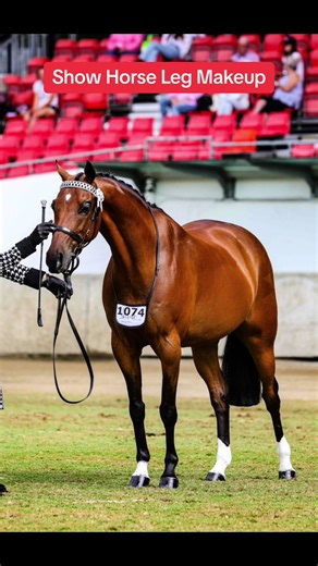 Eye-Catching Show Horse Leg Makeup for Stunning Equestrian Looks
