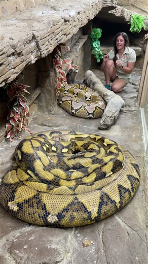 These 20 foot reticulated pythons make relaxing look extremely intense