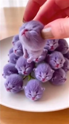 Grape Cats #shorts #cat #funnycatvideo #funnycat #cutecat #cuteanimals