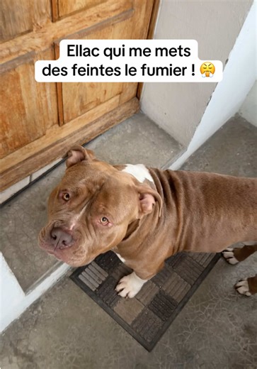 Mon chien refuse de sortir sous la pluie