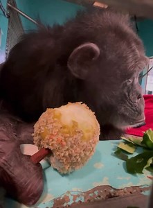 138K views · 2K reactions | It looks like Chef Josh’s caramel apples were a hit this Chimpsgiving! Bon appetit! | Save the Chimps, Inc. | Facebook