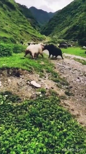 pig sow vs wild boar