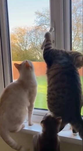 When Cats Team Up 😺 FurReal Shorts
