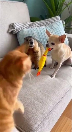 Chihuahua Whining Disturbs Other Animals: Understanding Pet Behavior